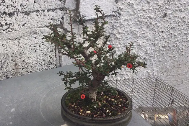 Cotoneaster Bonsai Progression (2017 – Now) 22 cotoneaster late 2022