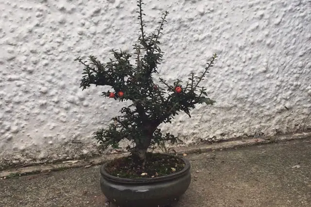 Cotoneaster Bonsai Progression (2017 – Now) 27 cotoneaster late 2023