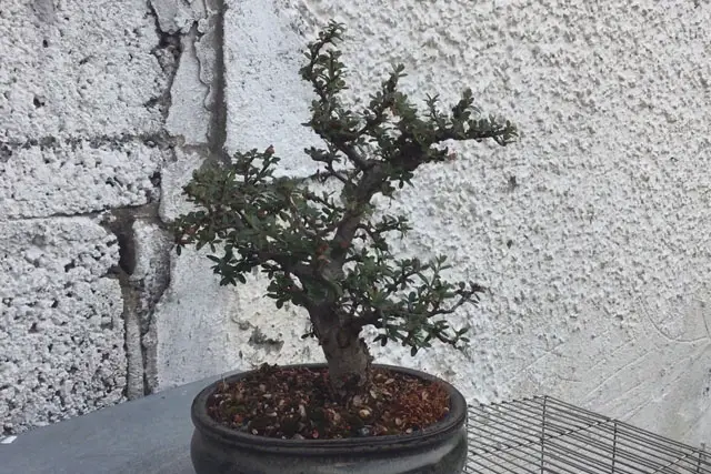 Cotoneaster Bonsai Progression (2017 – Now) 25 cotoneaster spring 2023