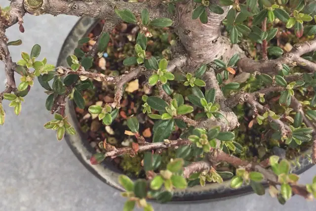 Cotoneaster Bonsai Progression (2017 – Now) 24 cotoneaster spring buds 2023