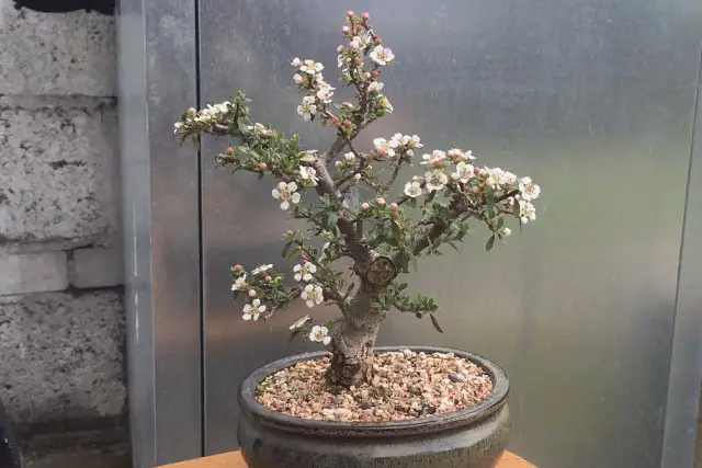 Cotoneaster Bonsai Progression (2017 – Now) 21 cotoneaster summer 2022