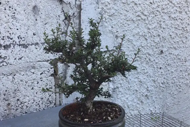 Cotoneaster Bonsai Progression (2017 – Now) 26 cotoneaster summer 2023