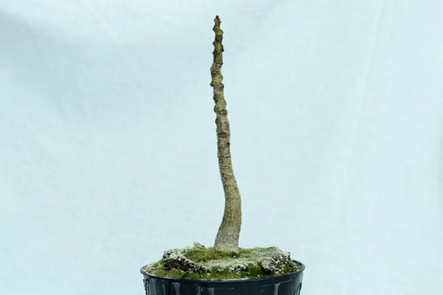 Delonix Regia Bonsai Progression (2020 - Now) 12 delonix early 2023