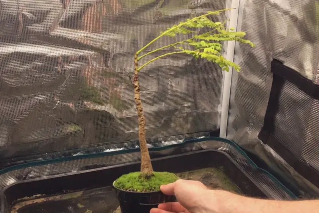 Delonix Regia Bonsai Progression (2020 - Now) 17 delonix early 2024