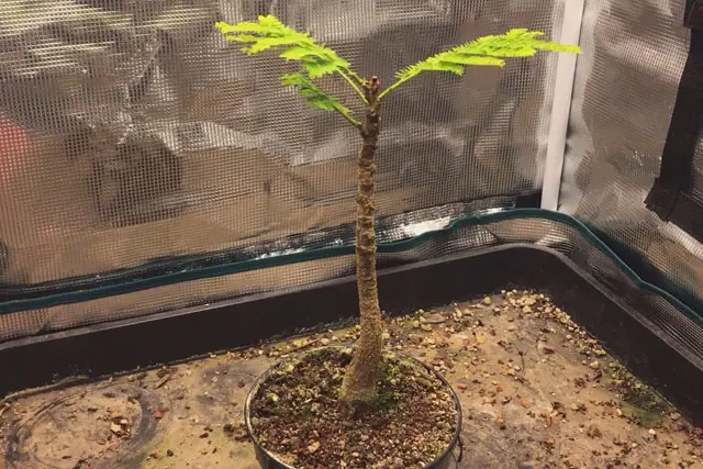Delonix Regia Bonsai Progression (2020 - Now) 14 delonix early summer 2023