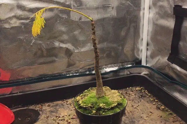 Delonix Regia Bonsai Progression (2020 - Now) 11 delonix late 2022