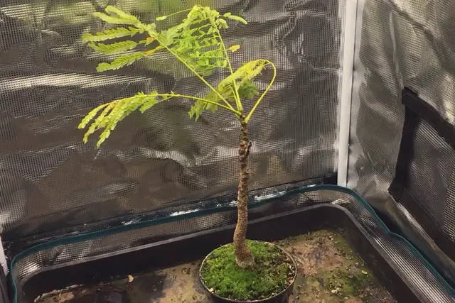 Delonix Regia Bonsai Progression (2020 - Now) 16 delonix late 2023