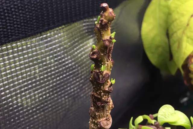 Delonix Regia Bonsai Progression (2020 - Now) 13 delonix spring 2023