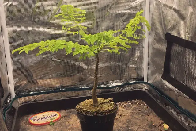 Delonix Regia Bonsai Progression (2020 - Now) 10 delonix summer 2022