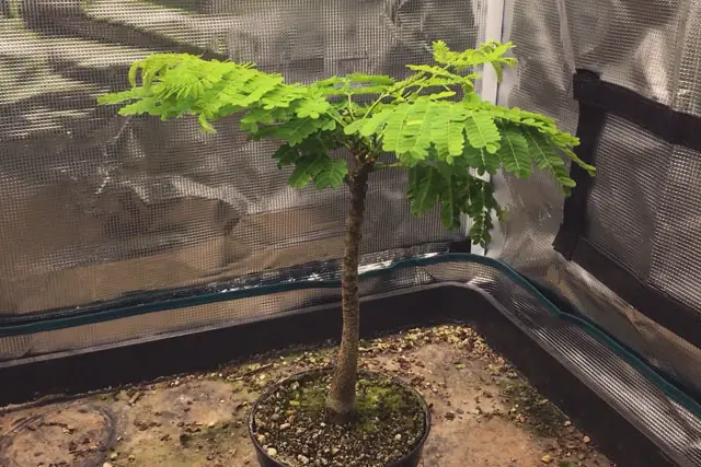 Delonix Regia Bonsai Progression (2020 - Now) 15 delonix summer 2023