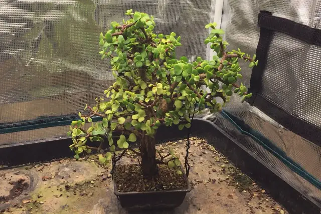 dwarf jade summer 2023