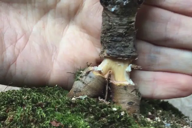 Chinese Elm Bonsai Progression (2020 – Now) 14 elm air layer starting 2023