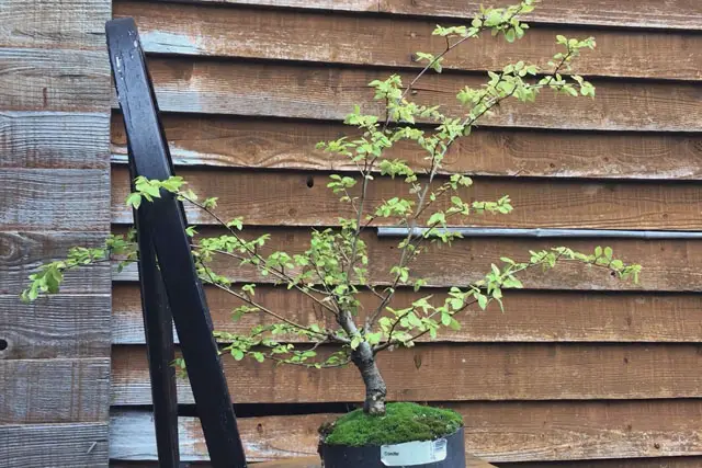 Chinese Elm Bonsai Progression (2020 – Now) 13 elm autumn 2022