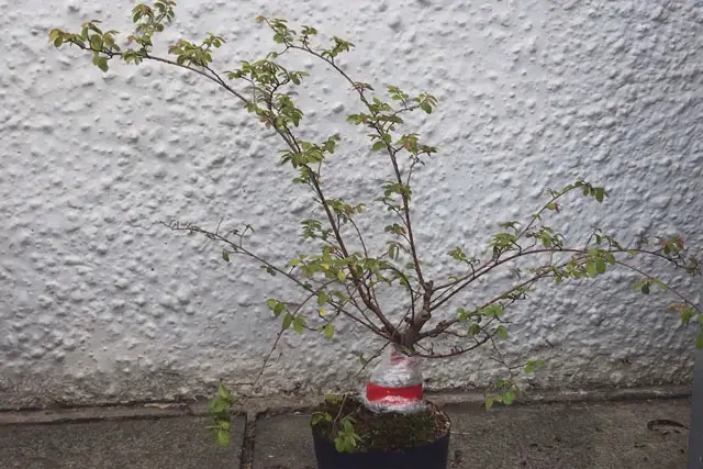Chinese Elm Bonsai Progression (2020 – Now) 15 elm summer 2023
