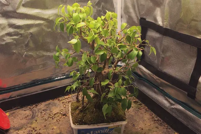 ficus early 2023