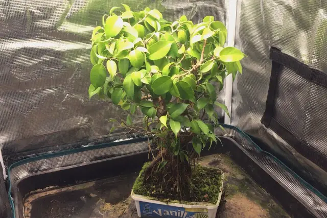 ficus early 2024