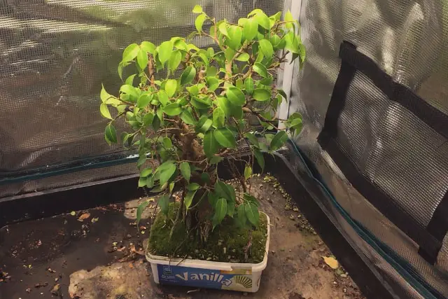 ficus late 2022
