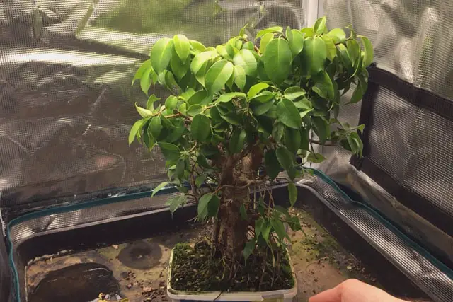 ficus late 2023