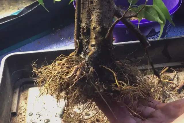 ficus spring repot 2023 after