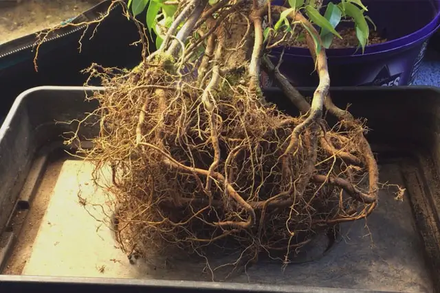 ficus spring repot 2023 before