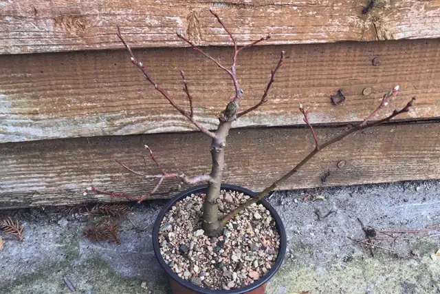 goat willow early 2023