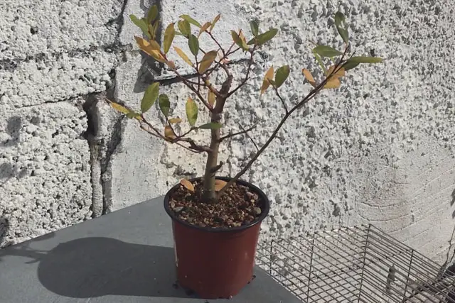 goat willow late 2022