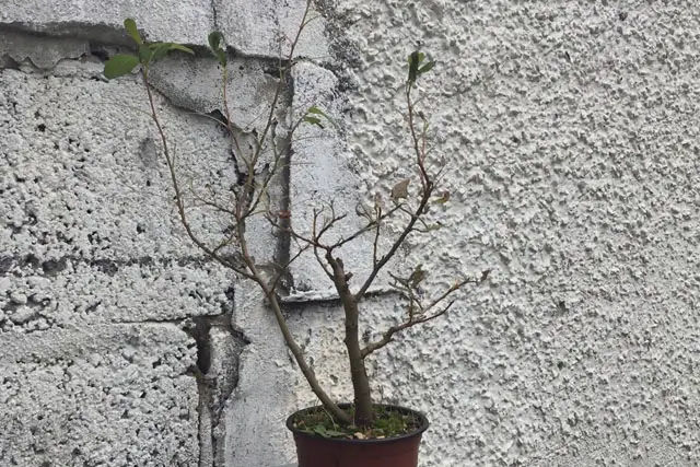 goat willow late 2023