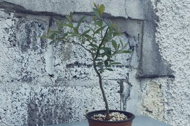 goat willow progression 1