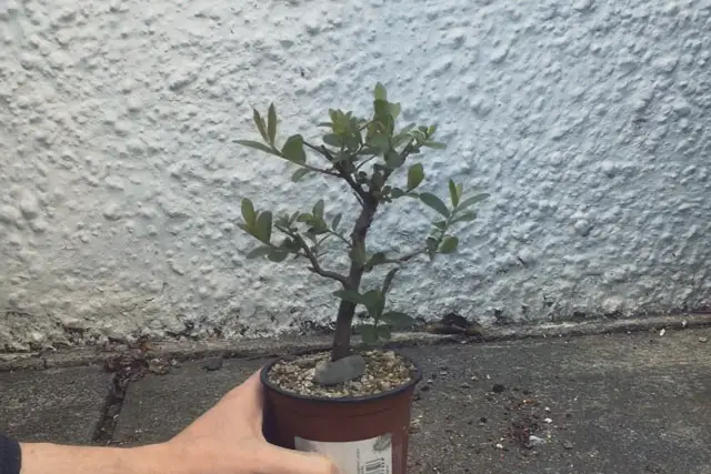 goat willow progression 10