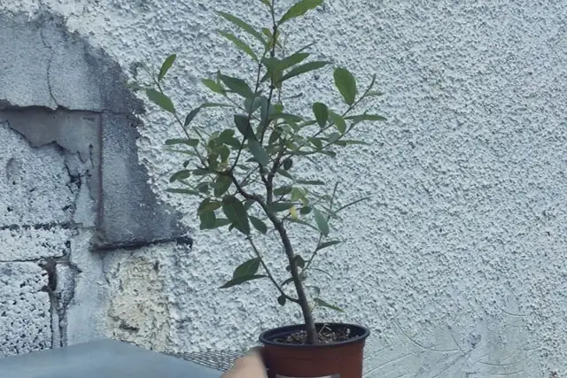 goat willow progression 2