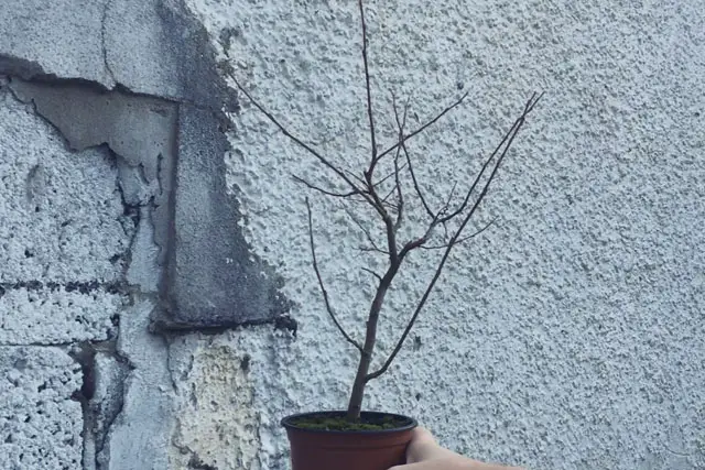 goat willow progression 3