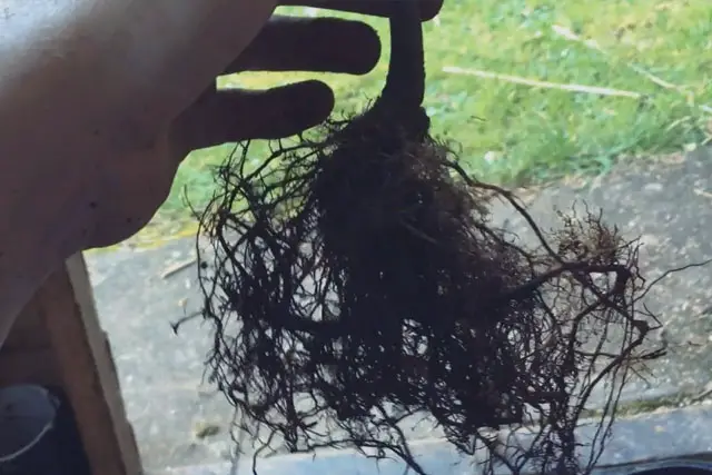 goat willow progression 5