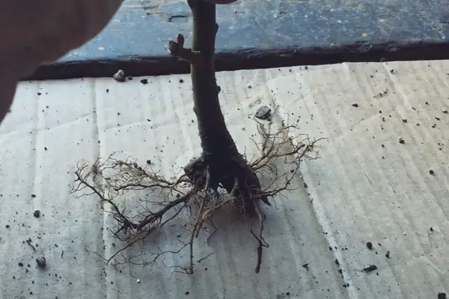 goat willow progression 6