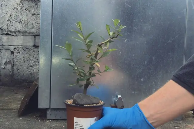 goat willow progression 7