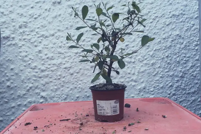 goat willow progression 8