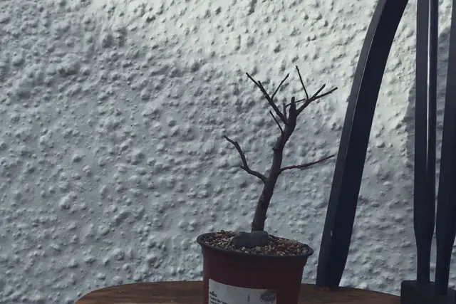 goat willow progression 9