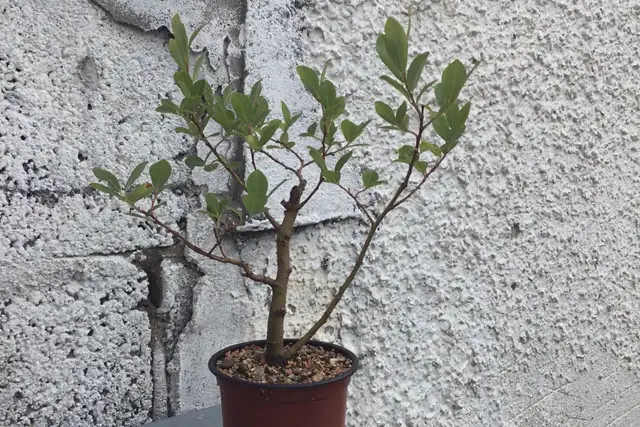 goat willow spring 2023