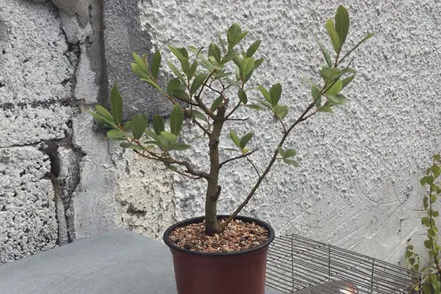 goat willow summer 2022