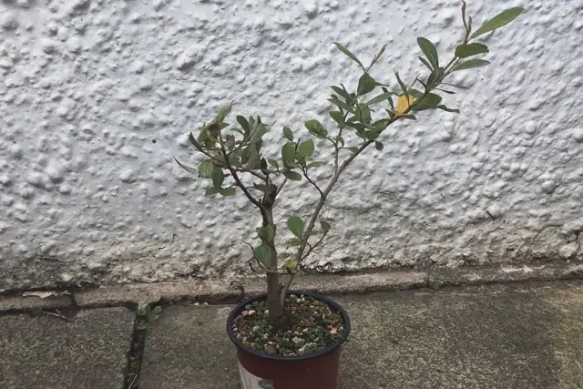 goat willow summer 2023