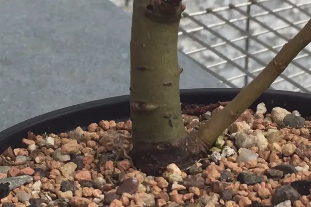 goat willow trunk 2022