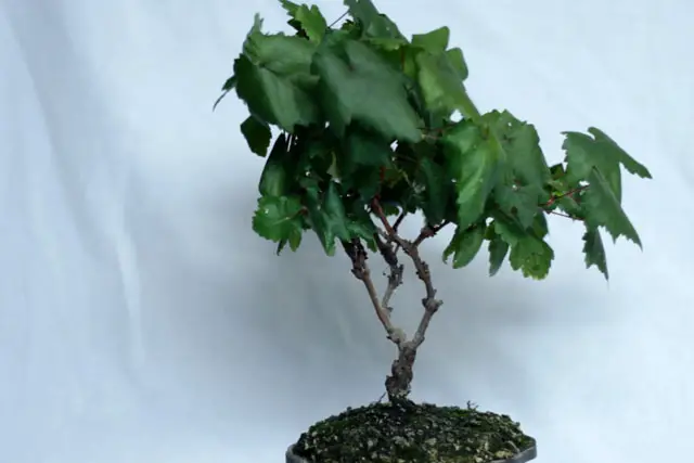 Grape Bonsai Progression (2017 – Now) 21 grape bonsai late 2023