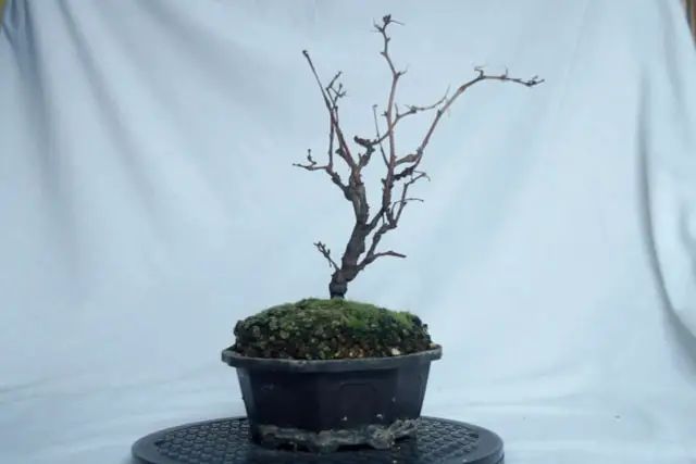 Grape Bonsai Progression (2017 – Now) 18 grape early 2023