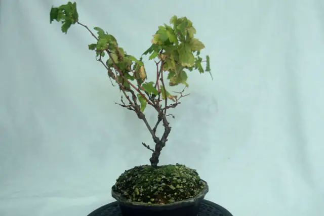 Grape Bonsai Progression (2017 – Now) 17 grape late 2022