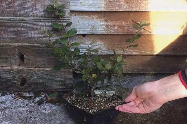 Holm Oak Bonsai Progression (2017 -Now) 16 holm oak early 2023