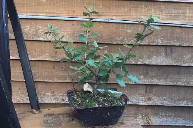 Holm Oak Bonsai Progression (2017 -Now) 15 holm oak late 2022