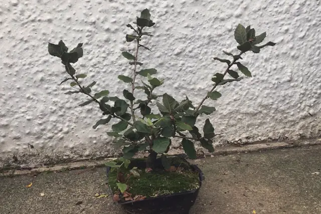 Holm Oak Bonsai Progression (2017 -Now) 19 holm oak late 2023