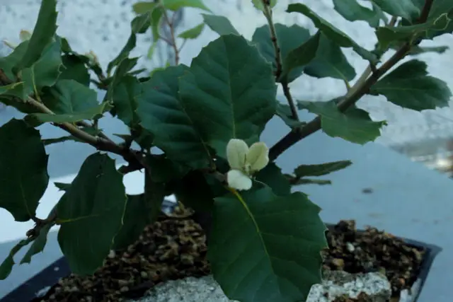 Holm Oak Bonsai Progression (2017 -Now) 13 holm oak spring 2022