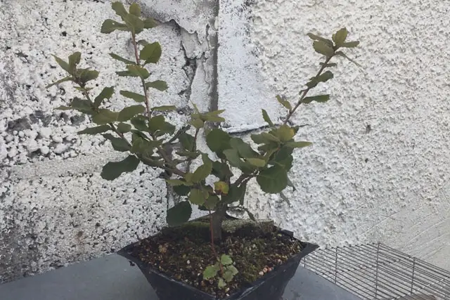 Holm Oak Bonsai Progression (2017 -Now) 17 holm oak spring 2023