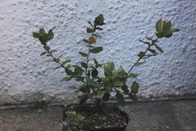 Holm Oak Bonsai Progression (2017 -Now) 18 holm oak summer 2023