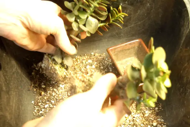 jade repot summer 2023